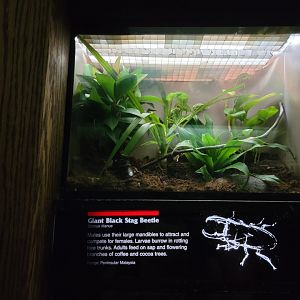 Bronx - JW - Giant Black Stag Beetle