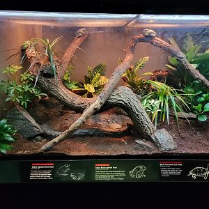 Bronx - JW - Magnificent Tree Frog, Asian Black-spined Toad, Black-breasted Leaf Turtle