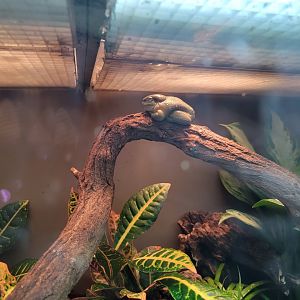 Bronx - JW - Magnificent Tree Frog, unsigned