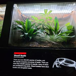 Bronx - JW - Weevil Beetle