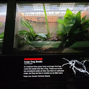 Bronx - JW - Large Frog Beetle