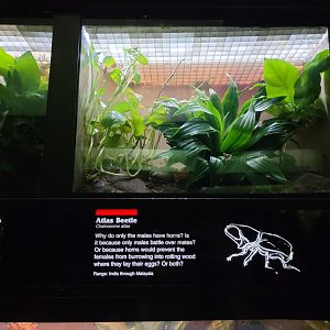 Bronx - JW - Atlas Beetle