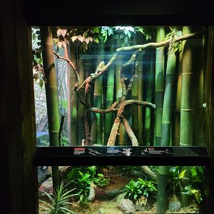 Bronx - JW - Central Bearded Dragon, Frilled Lizard