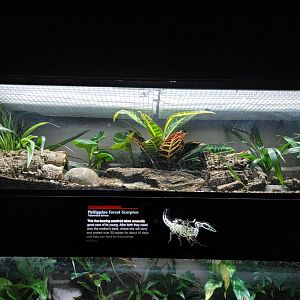 Bronx - JW - Philippine Forest Scorpion