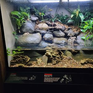 Bronx - JW - Odessa Barb, Borneo Eared Frog