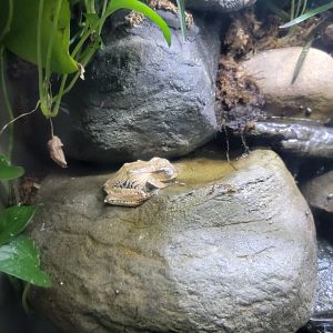 Bronx - JW - Borneo Eared Frog