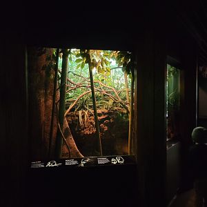 Bronx - JW - Common Tree Shrew