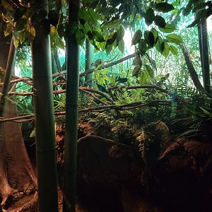 Bronx - JW - Common Tree Shrew