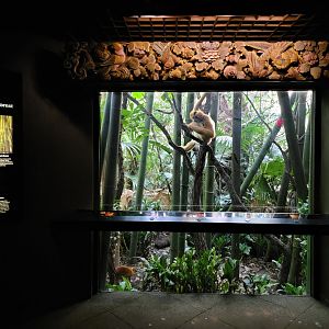 Bronx - JW - White-cheeked Gibbon