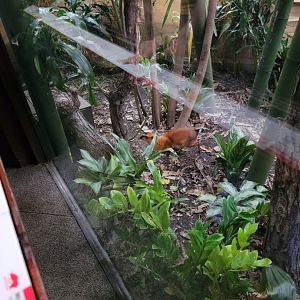 Bronx - JW - Malayan Chevrotain (also Forsten's Tortoise, White-cheeked Gibbon)