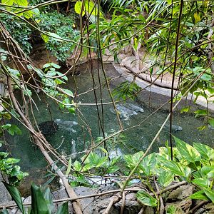 Bronx - JW - Fish (giant gourami?)