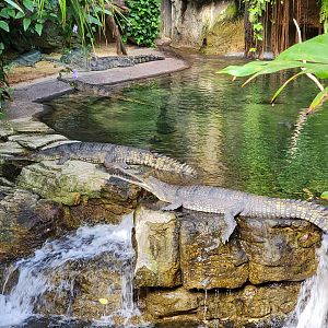 Bronx - JW - Gharials