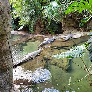 Bronx - JW - Gharial