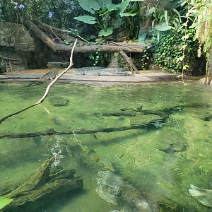 Bronx - JW - More gharial