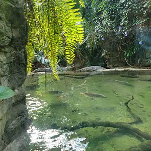 Bronx - JW - Gharial