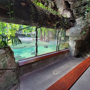 Bronx - JW - Underwater gharial viewing with turtles, fish