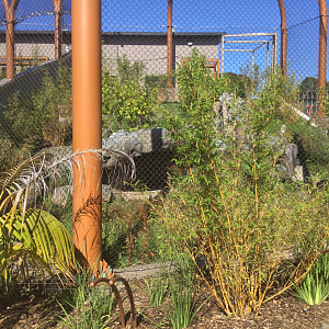 New Sumatran Tiger Exhibit (Small)