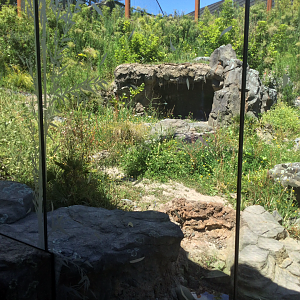 New Sumatran Tiger Exhibit (Large)