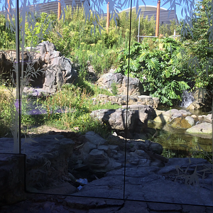 New Sumatran Tiger Exhibit (Large)