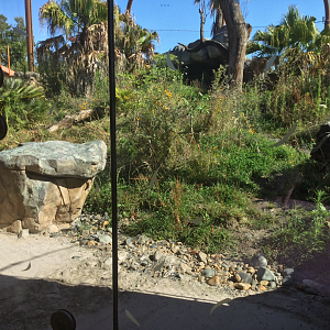 New Sumatran Tiger Exhibit (Medium)