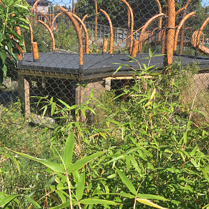 New Sumatran Tiger Exhibit (Viewing Shelter)
