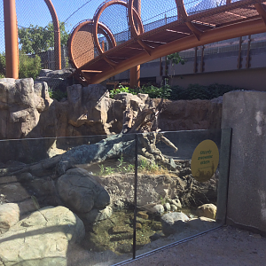 New Asian Small-clawed Otter Exhibit/Tiger Overhead Tunnel