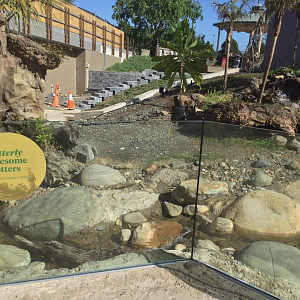 New Asian Small-clawed Otter Exhibit