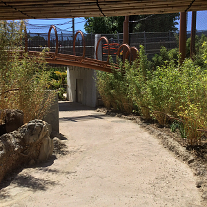 Sumatran Tiger Overhead Tunnel