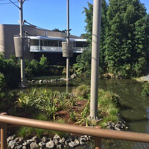 Orangutan Climbing Towers (View from Boardwalk)