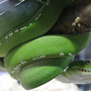 Southern green python ( Aru )