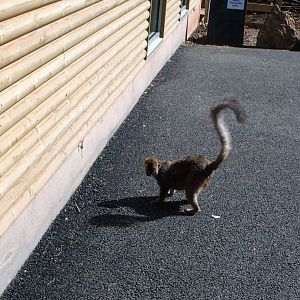 Lemur on a Walk - 2017