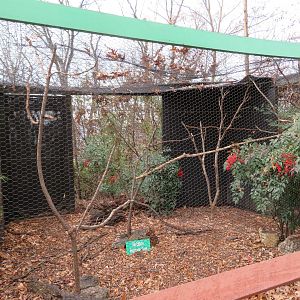 White-crested Laughingthrush Exhibit