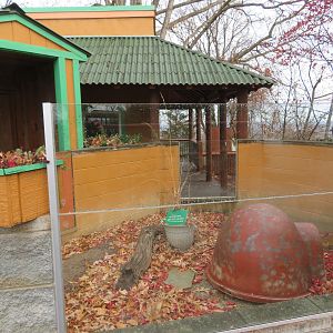 Sulcata Tortoise Exhibit