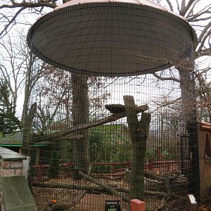Virginia Opossum Exhibit