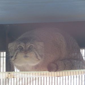 Pallas's Cat