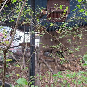 Pallas's Cat Exhibit