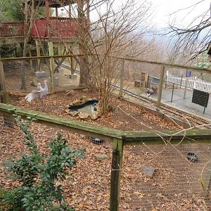 Sandhill Crane Exhibit