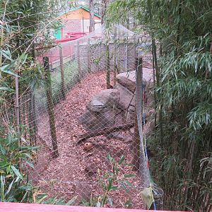 Snow Leopard Exhibit