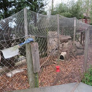Snow Leopard Exhibit