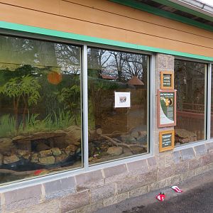 Asian Small-clawed Otter Exhibit