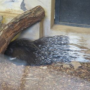 Indian Crested Porcupine