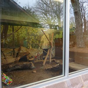 Indian Crested Porcupine Exhibit