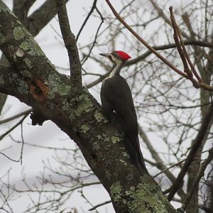 Pileated Woodpecker (Wild)