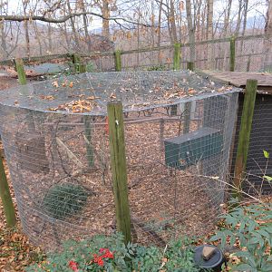 Eastern Screech Owl Exhibit