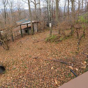 American Black Bear Exhibit (Right Half)