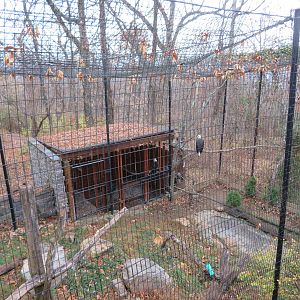 Bald Eagle Exhibit (Right Half)