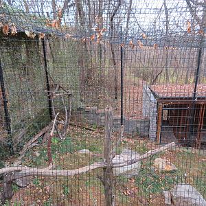 Bald Eagle Exhibit (Left Half)
