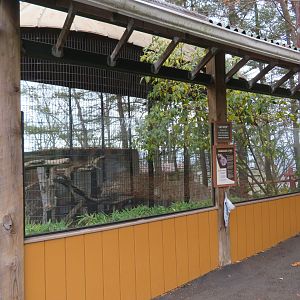Eurasian Lynx Viewing Area