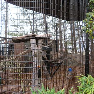 Eurasian Lynx Exhibit