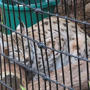 Eurasian Lynx